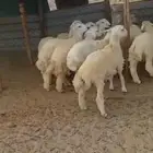 طليان ورخال ذبايح مناسبات وفحل . وسواكنية خلغه