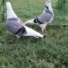 للبيع جوز زاجل منتج تحته فرخين