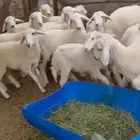 بهم تربية طليان