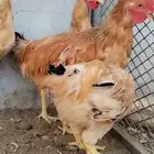 للبيع 5 ذيوك لوهمان