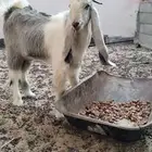 تيس عمر 6 شهور سمين ويصلح فحل