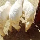 3 خرفان هرافا للبيع