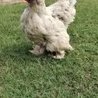 للبيع دجاجه أمريكيه