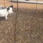 خروفين ورخلين