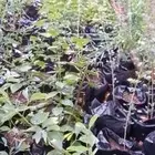 شتلات سدر ولوز بلدي وجهنميه