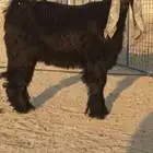 للبيع جذع عارضي صنف