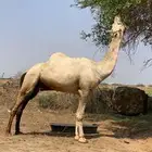 جمل للبيع لاعلا سوم