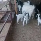 معزا خلفات. وفحول وجفار دفيع