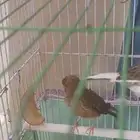 كناري كريست