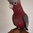 كوكاتو قالا