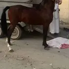 حصان شعبي للبيع