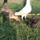 للبيع جوز همر منتج تحته فرخ