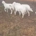 هرافا حريات