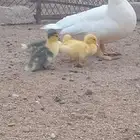 بط طقم مع إنتاجه