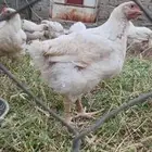 دجاج مزرعه للبيع