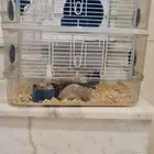 هامستر نظيف ذكر وانثى