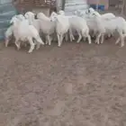 رخال ذبايح او مقنا .. وطليان ذبايح مناسبات