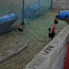 3 ديكه فري عربي اصيل