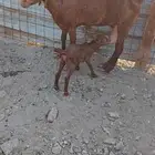 عنز دهماء محايليه