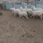 طليان ورخال مناسبات ثلاجة. بهم تربية. ورخال مقنا