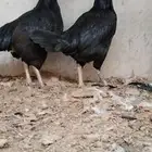 للبيع دجاجتين هنود