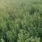 للبيع برسيم نظيف