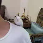 القصيم بريدة روز للبيع