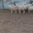 طليان شحم ونظيفة. رخال مقنا وذبايح