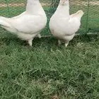 للبيع جوز مدينه