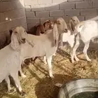 معزا مطورات فاخرره جدا وجروم كفو بالحيل