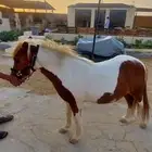 سيسي للبيع جدة ذهبان