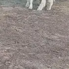 طليان فاخره