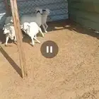 بهم تربية. ذبايح مناسبات رخال ممتازة