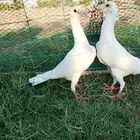 للبيع جوز كارير