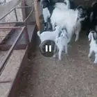 معزا خلفات وفحول معزا وجفار دفيع