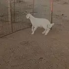 للبيع خروف زبده