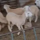 طليان ورخال مقاني ذبايح.. بهم تربية