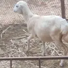 رخل للبيع...