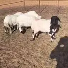 هرافا مهاجين بنعيم