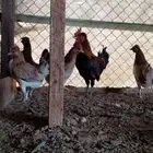 للبيع طقم ذيك و 4 دجاجات ترثه