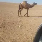 حاشي. للبيع عمره 8 الموقع شرق هجرة الفاو