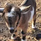 ماعز قزمي صغير أنثى عمرها اسبوع