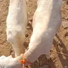 نعجة نعيمي معاها رخل السن ثنيه