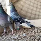 للبيع جوز زاجل