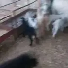 جفار قريب ولاد. ومعزا خلفات معهافحل