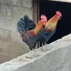 3 ديكه عربي اصيل