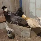 دجاج بلش مستوا قوي