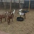 5 جفار من انتاج الحلال عندي نظيفة على الشرط