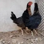 للبيع دجاجتين مهجنين بهندي