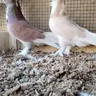 للبيع جوز قطني